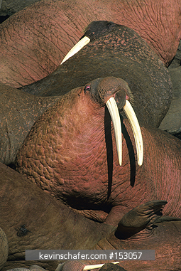 WALRUS, PACIFIC: (Odobenus rosmarus) USA,  SW Alaska, Round Island Sanctuary, Bering Sea, Males at haul out.