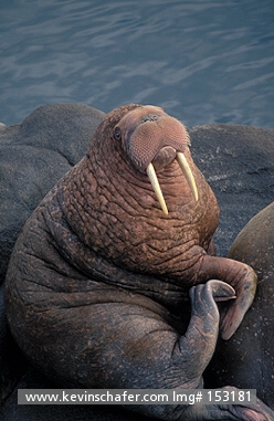 WALRUS, PACIFIC: (Odobenus rosmarus)  USA, SW Alaska, Round Island Sanctuary, Overhead view of a Pacific walrus.