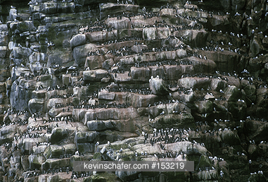 RUSSIA, BERING SEA: Commander Island, Arly Kamen Island, Murres (Guillemots) crowd basalt ledges.
