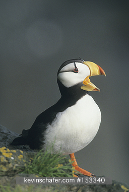 PUFFIN, HORNED: (Fratercula corniculata) USA, Alaska, Round Island Sanctuary, Bering Sea, Portrait of horned puffin.
