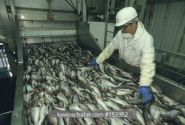 ALASKA, BERING SEA: Dutch Harbor, Unalaska Island, Unisea Pollock processing plant. Used for manufacture of surimi, or artificial crab meat
