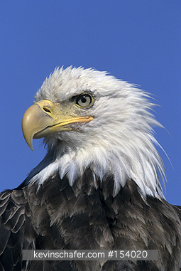 EAGLE, BALD: (Haliaeetus leucocephalus)  USA, Alaska, Aleutian Islands, Unalaska Island, Portrait of a wild bald eagle.