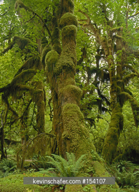 WASHINGTON, USA: Olympic National Park, Hoh Rainforest, moss-covered Maple tree.