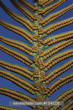 FERN, SWORD: (Polystichum munitum) Spores, Cascade Mountains, Washington, USA
