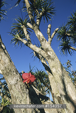 ORCHIDS: Orchid, (Sophronites coccinea), wild, on Velozia sp., Serra do Cipo National Park, MG Brazil.