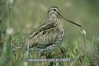 SNIPE, COMMON: (Gallinago gallinago)  Falkland Islands, Sea Lion Island, Common snipe in the grass.