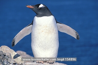PENGUIN, GENTOO: (Pygoscelis papua)  Antarctica, Port Lockroy, Gentoo penguin on rock.