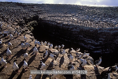 CORMORANT, IMPERIAL: (Phalacrocorax atriceps)  Falkland Islands, Sea Lion Island, Colony of imperial cormorants.