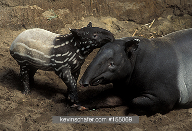 TAPIR, MALAYAN: (Tapirus indicus) Mother and calf, Native to Southeast Asia, captive, endangered.