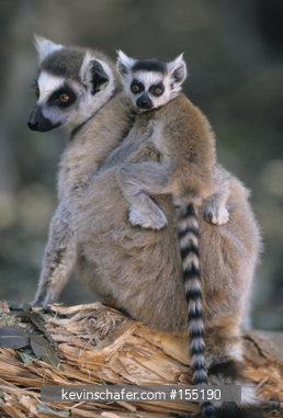 LEMUR, RING-TAILED: (Lemur catta) Mother and baby, Dry Forest, SW Madagascar  1999