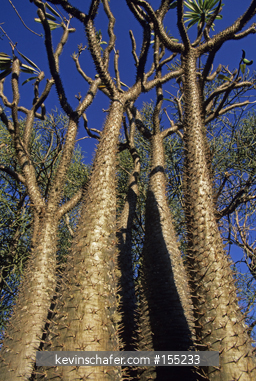 PLANT, DESERT: Bottle tree (Pachypodium lamerei) Spiny Desert, Southwest Madagascar.