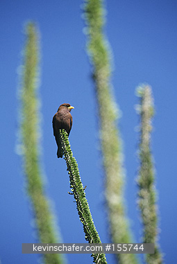 ROLLER, BROAD-BILLED: ((Eurystomus glaucurus)  SW Madagascar, Spiny Desert, Broad-billed roller resting on didiera.
