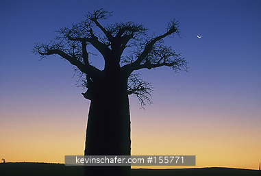BAOBA TREE: Madagasar, Baobab Tree, (Adansonia sp.), sunset, Dry Forest region, SW Madagascar.