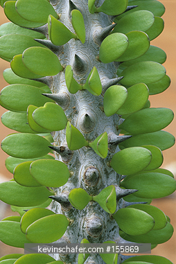 CACTUS: Dry Spiny Forest, Southwest Madagascar (Alluadia procera) cactus-like tree, close up.