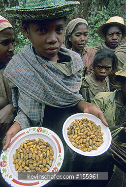 MADAGASCAR, PEOPLE: Ramanofana area, girl sells wild grubs along roadside,  1999.