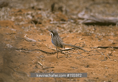 ROLLER, Long Tailed GROUND: (Uratelornis chimaera) SW Madagascar, Ifaty area,Dry Forest, Long-tailed Ground-roller.