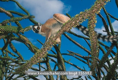 LEMUR, RING-TAILED: (Lemur catta)
SW Madagascar, Spiny Forest, Ring-tailed lemur feeding on Didieraceae.