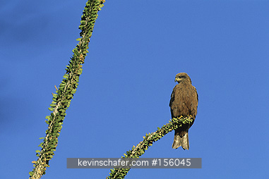 KITE: (Milvus aegyptius) Yellow-billed on Didieraceae, Spiny Forest, Southwest Madagascar.
