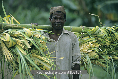 MADAGASCAR: Man carrying raffia leaves for house construction, Mananjara area.