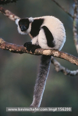 LEMUR, RUFFED: (Varecia variegata) 
Madagascar, Mantady National Park, Portrait of ruffed lemur.