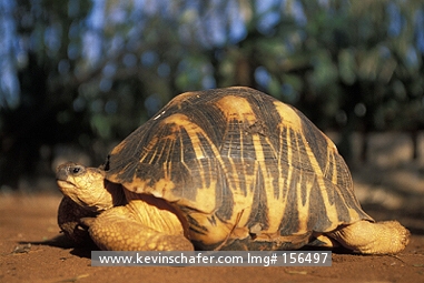 TORTOISE, RADIATED: (Geochelone radiata)  SW Madagascar, Spiny Forest, The endangered radiated tortoise.