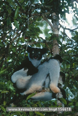 LEMUR, INDRI: (Indri indri) 
Madagascar, Perinet  Reserve, Portrait of indri lemur in tree.