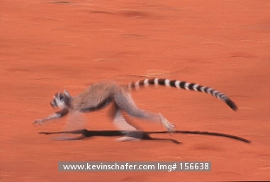 LEMUR, RING-TAILED: (Lemur catta)
SW Madagascar, Dry Forest,Ring-tailed lemur running in slow-motion.