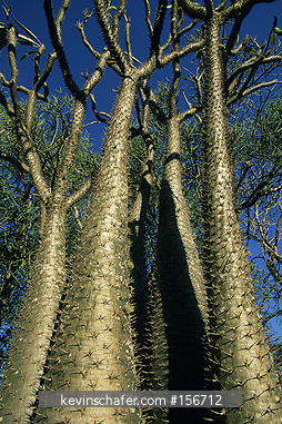 TREE, DESERT: Bottle Tree (Pachypodium lemerei) Spiny Forest, Southwest Madagascar.