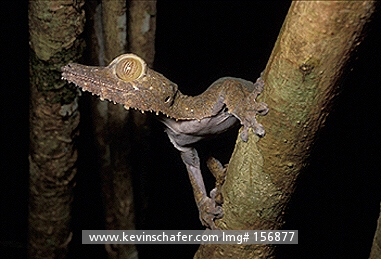 GECKO, LEAF-TAILED: (Uroplatus fimbriatus)  NE Madagascar, Nosy Mangabe Reserve,  Portrait of a leaf-tailed gecko.
