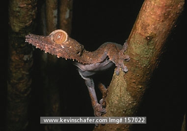 GECKO, LEAF-TAILED: (Uroplatus fimbriatus) Madagascar, Nosy Mangabe Reserve, Leaf-tailed gecko.