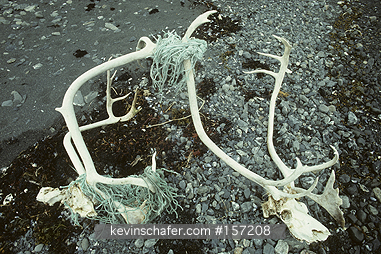 CARIBOU: (Rangifer tarandus)  Canada, Baffin Island, Killed by discarded fishing nets.