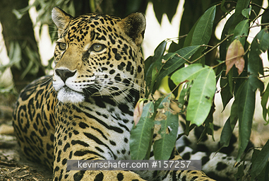 JAGUARS: (Panthera onca)  Brazil, Amazon River, Portrait of a jaguar.