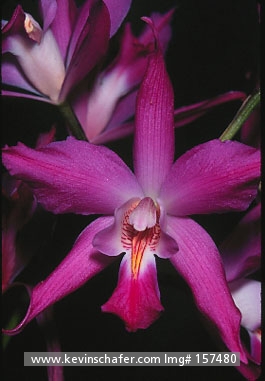 FLORA , ORCHID: (Laelia gouldiana) Mexico, Wild species of orchid.