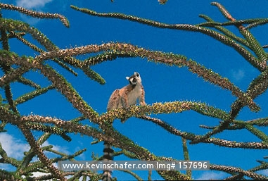 LEMUR, RING-TAILED: (Lemur catta) 
Southern Madagascar, Spiny Forest, Ring-tailed lemur on Didiereaceae.