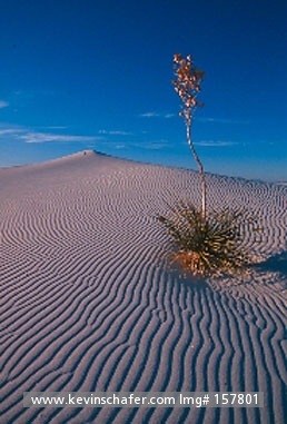 USA, NEW MEXICO: White Sands National Monument, Soaptree Yucca (Yucca elata).