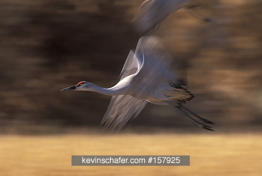 CRANE, SANDHILL: (Grus canadensis)  In flight, Bosque del Apache NWR, New Mexico.