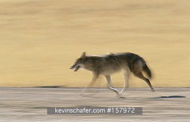 COYOTE: (Canis latrans)  USA, New Mexico, Bosque del Apache National Wildlife Refuge, Coyote running.
