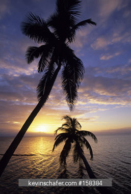 BELIZE: Glovers Reef Atoll, Southwest Cay, palm trees at sunset.