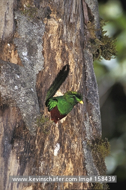 QUETZAL, RESPLENDENT: (Pharomachrus mocinno) Costa Rica, Talamanca Mountains, Male quetzal in nest hole.