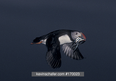 PUFFIN, ATLANTIC: (Fratercula arctica)
Scotland, Isle of May, Firth of Forth, In flight with sandeels in beak.