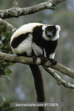 LEMUR, BLACK AND WHITE RUFFED: (Varecia variegata) Mantady National Park, Eastern Madagascar.