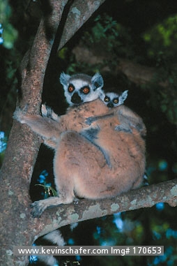 LEMUR, RING-TAILED: (Lemur catta)
Madagascar, Berenty Reserve, Mother and baby ring-tailed lemur in roost in Tamarind tree.