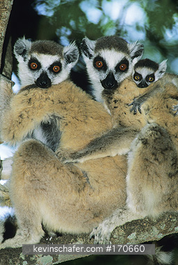 LEMUR, RING-TAILED: (Lemur catta) 
Southern Madagascar, Berenty Reserve, Ring-tailed lemur family in roost in Tamarind tree.