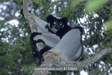 LEMUR, INDRI: (Indri indri) Endangered, Analamazoatra (Perinet) Reserve, East Madagascar.