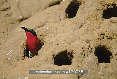 BEE-EATER CARMINE: Carmine Bee Eater, (Merops rubicoides), nesting colony, Okavango Delta, Botswana.