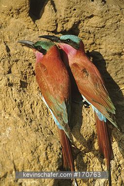 BEE EATER, CARMINE: Carmine Bee-Eaters, (Merops rubicoides), nesting colony, Okavango Delta, Botswana.