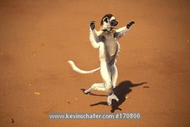 LEMUR, SIFAKA: (Propithecus verreauxi)  Madagascar, Berenty Reserve, Verreauxs Sifaka lemur leaping.