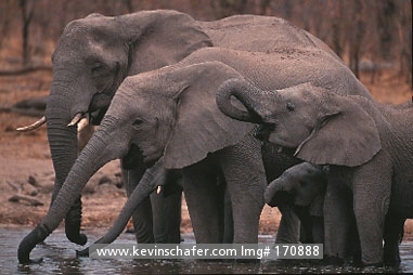 ELEPHANT, AFRICAN: (Loxodonta africana) Botswana, Okavango Delta, Drinking herd of African elephants.