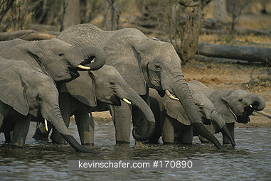 ELEPHANT, AFRICAN: (Loxodonta africana) Botswana, Okavango Delta, Drinking herd of African elephants.