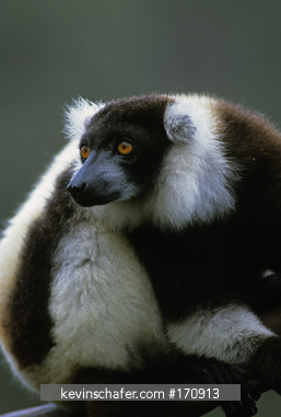 LEMUR, BLACK AND WHITE RUFFED: (Varecia variegata variegata) endangered, Mantady National Park, East Madagascar.